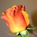 Roses diverses - 008